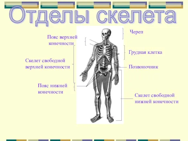 Череп Пояс верхней конечности Скелет свободной нижней конечности Скелет свободной верхней конечности