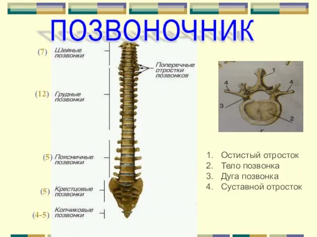 (7) (12) (5) (5) (4-5) позвоночник Остистый отросток Тело позвонка Дуга позвонка Суставной отросток