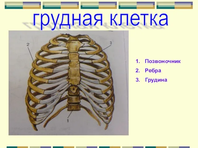 Позвоночник Ребра Грудина грудная клетка