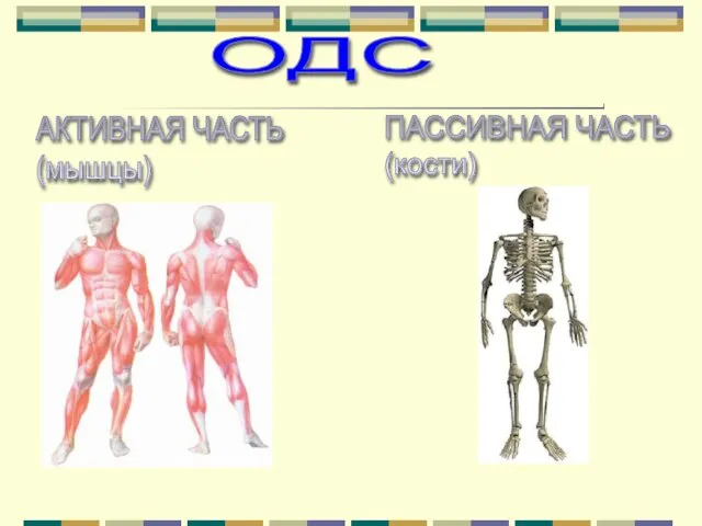 Введите имя рабочей группы в образце слайдов ПАССИВНАЯ ЧАСТЬ (кости) ОДС АКТИВНАЯ ЧАСТЬ (мышцы)