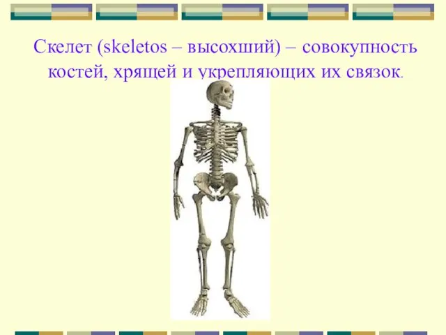 Скелет (skeletos – высохший) – совокупность костей, хрящей и укрепляющих их связок.