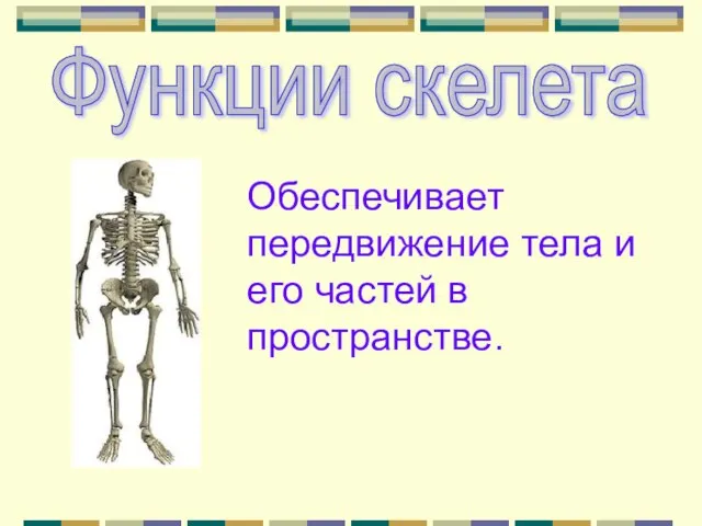 Функции скелета Обеспечивает передвижение тела и его частей в пространстве.