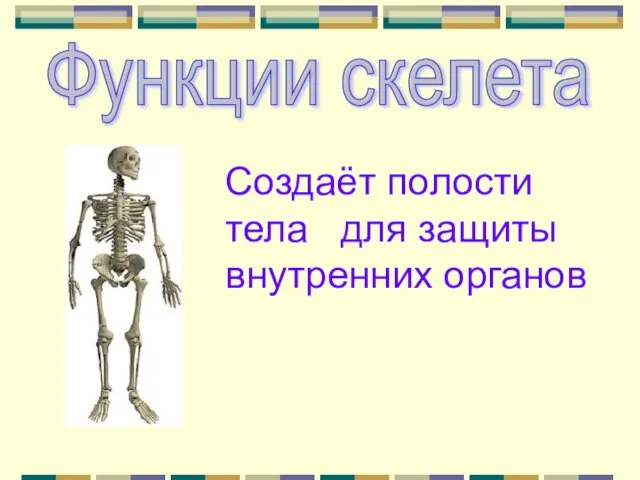 Функции скелета Создаёт полости тела для защиты внутренних органов