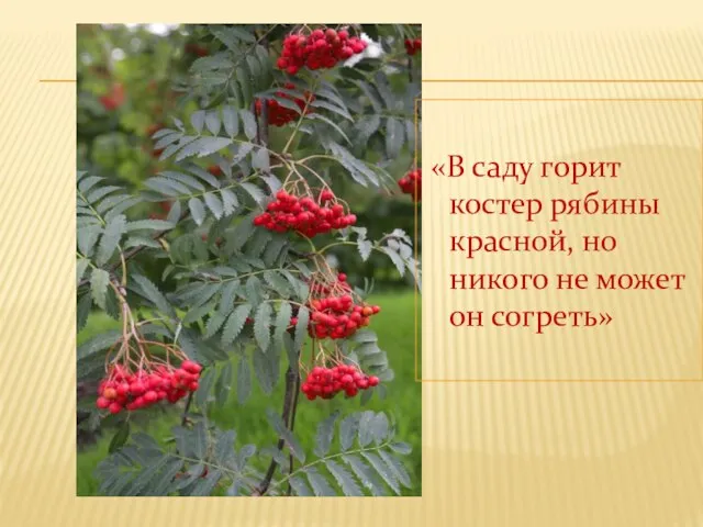 «В саду горит костер рябины красной, но никого не может он согреть»
