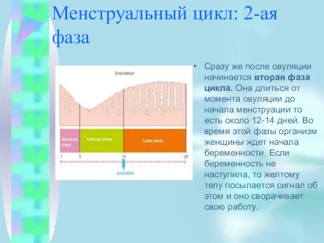 Менструальный цикл: 2-ая фаза Сразу же после овуляции начинается вторая фаза цикла.