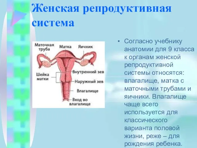 Женская репродуктивная система Согласно учебнику анатомии для 9 класса к органам женской