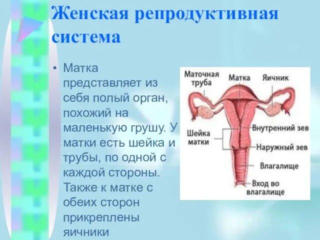 Женская репродуктивная система Матка представляет из себя полый орган, похожий на маленькую