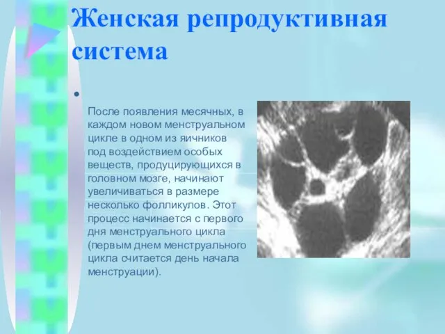 Женская репродуктивная система После появления месячных, в каждом новом менструальном цикле в