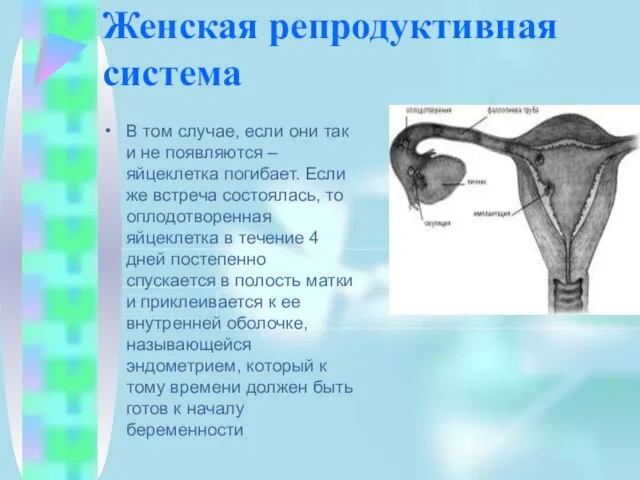 Женская репродуктивная система В том случае, если они так и не появляются