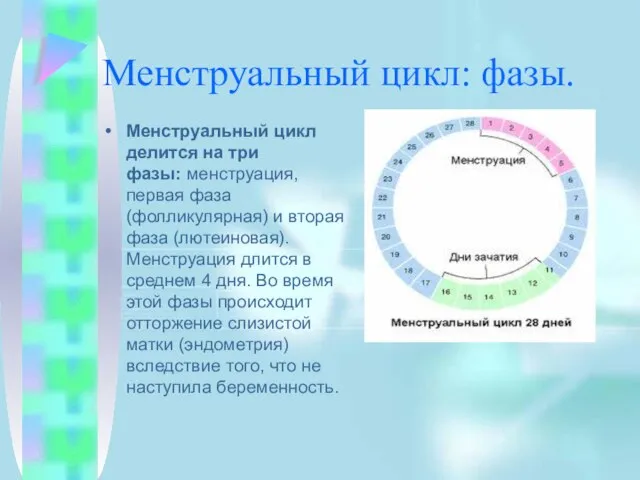 Менструальный цикл: фазы. Менструальный цикл делится на три фазы: менструация, первая фаза