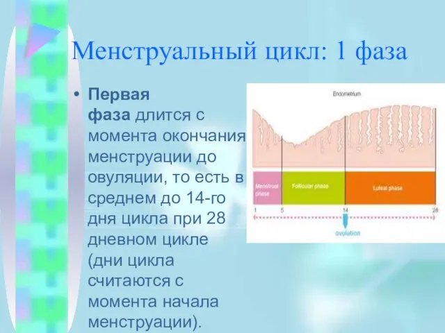 Менструальный цикл: 1 фаза Первая фаза длится с момента окончания менструации до