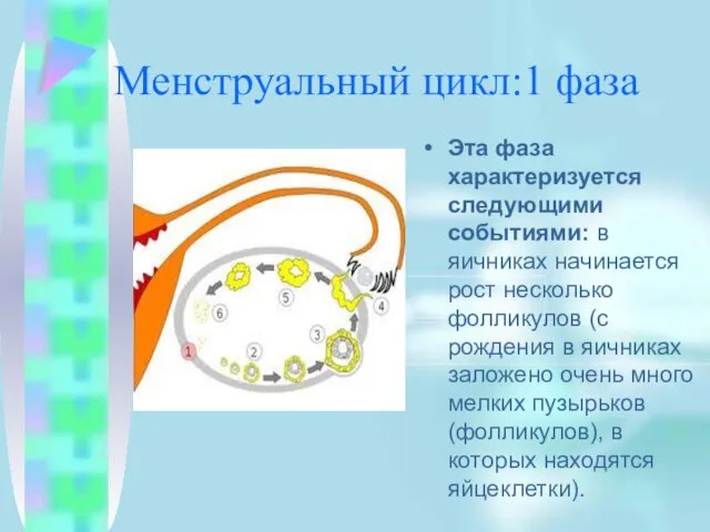 Менструальный цикл:1 фаза Эта фаза характеризуется следующими событиями: в яичниках начинается рост