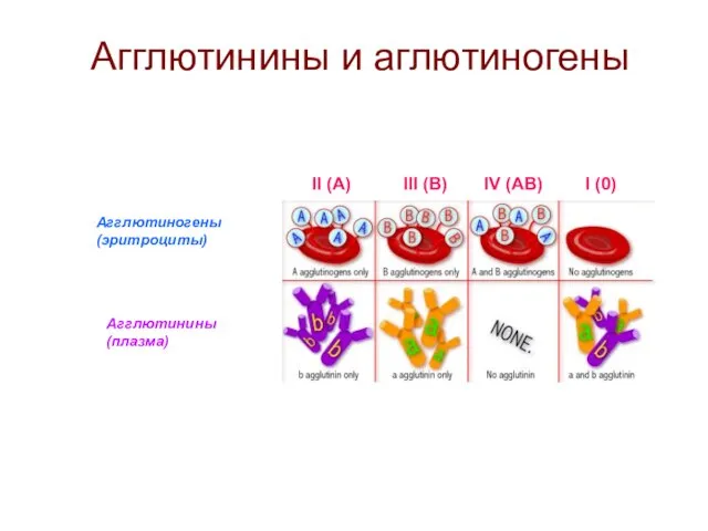 Агглютинины и аглютиногены