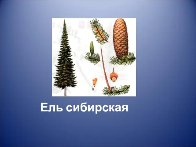 Ель сибирская