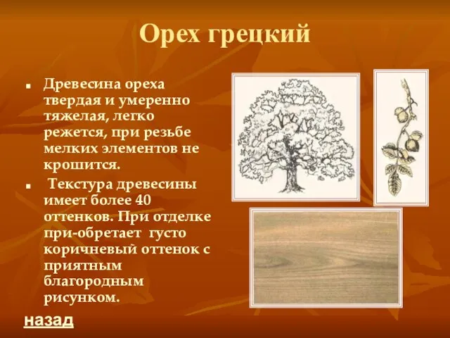 Орех грецкий Древесина ореха твердая и умеренно тяжелая, легко режется, при резьбе