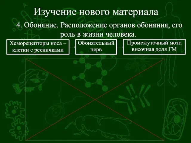 Изучение нового материала 4. Обоняние. Расположение органов обоняния, его роль в жизни человека.