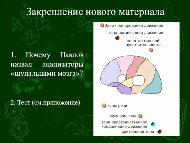 Закрепление нового материала 1. Почему Павлов назвал анализаторы «щупальцами мозга»? 2. Тест (см.приложение)