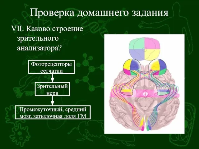 Проверка домашнего задания VII. Каково строение зрительного анализатора?