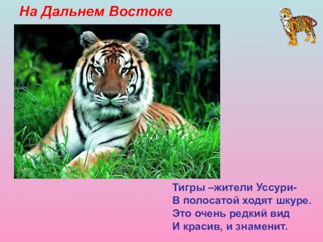 На Дальнем Востоке Тигры –жители Уссури- В полосатой ходят шкуре. Это очень