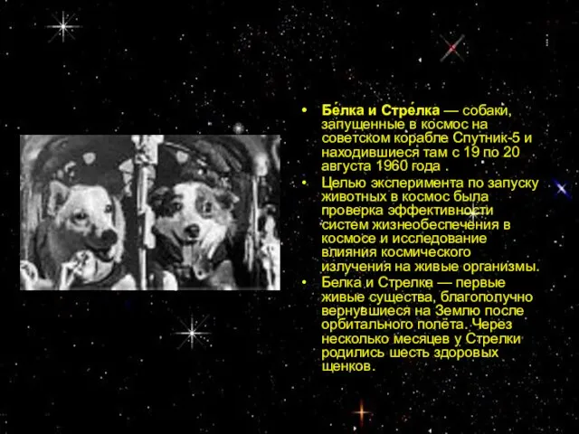 Бе́лка и Стре́лка — собаки, запущенные в космос на советском корабле Спутник-5