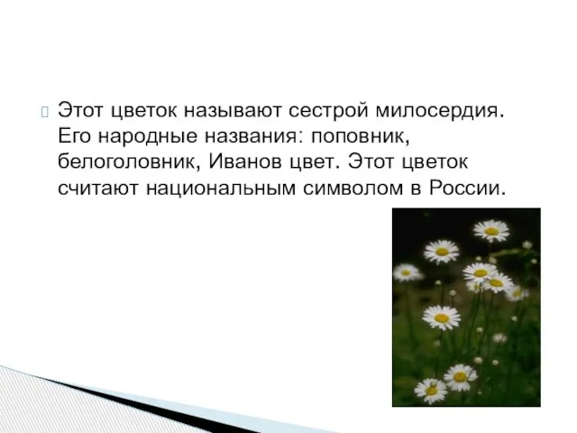 Этот цветок называют сестрой милосердия. Его народные названия: поповник, белоголовник, Иванов цвет.