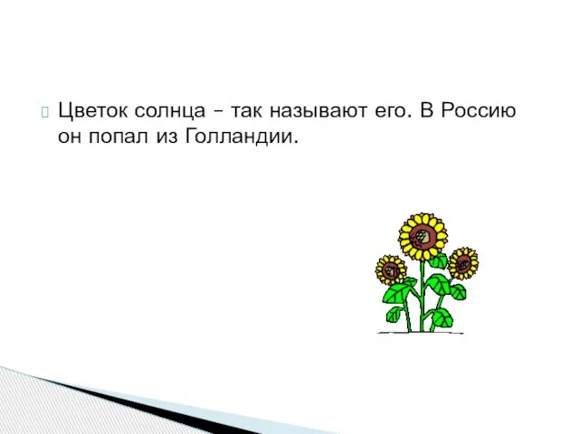 Цветок солнца – так называют его. В Россию он попал из Голландии.