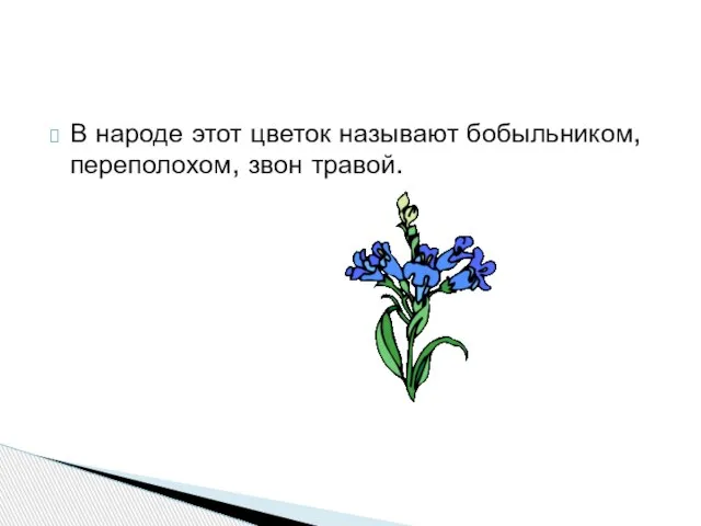 В народе этот цветок называют бобыльником, переполохом, звон травой.