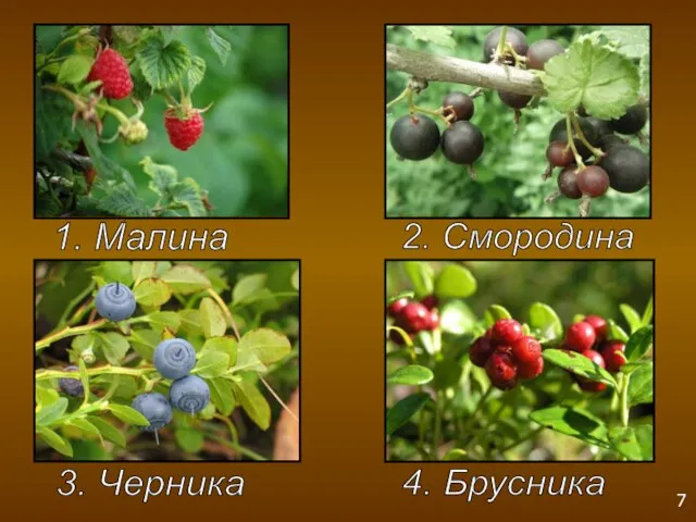 1. Малина 2. Смородина 3. Черника 4. Брусника 7