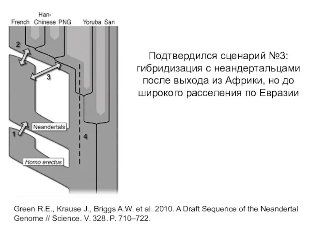 Подтвердился сценарий №3: гибридизация с неандертальцами после выхода из Африки, но до