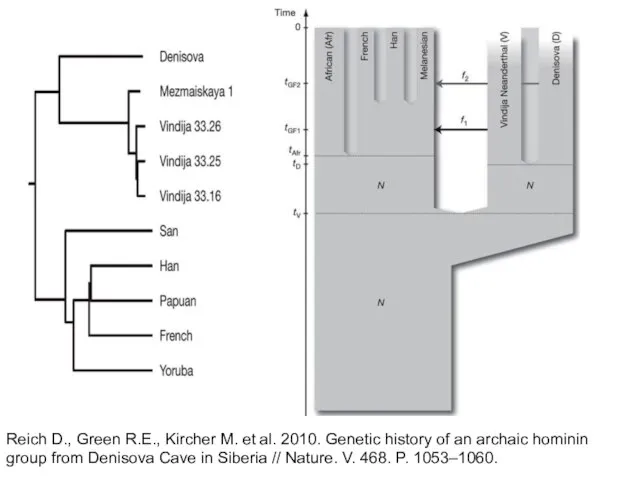 Reich D., Green R.E., Kircher M. et al. 2010. Genetic history of