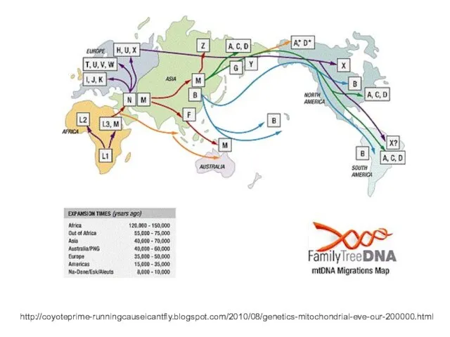 http://coyoteprime-runningcauseicantfly.blogspot.com/2010/08/genetics-mitochondrial-eve-our-200000.html