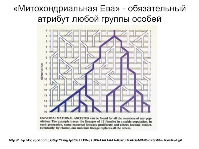 «Митохондриальная Ева» - обязательный атрибут любой группы особей http://1.bp.blogspot.com/_GSqxYFmgJp0/SeLLPlNqXUI/AAAAAAAAAG4/JHrYAGabVb0/s320/Mitochondrial.gif