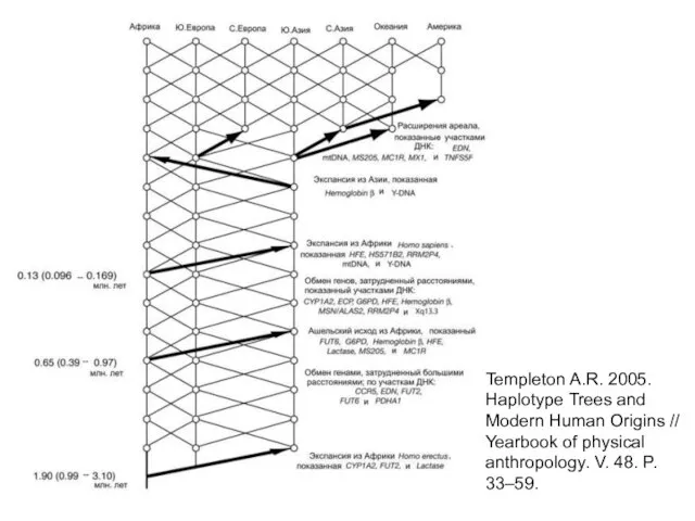 Templeton A.R. 2005. Haplotype Trees and Modern Human Origins // Yearbook of