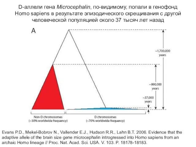 D-аллели гена Microcephalin, по-видимому, попали в генофонд Homo sapiens в результате эпизодического