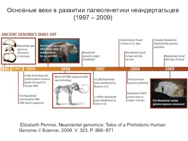 Основные вехи в развитии палеогенетики неандертальцев (1997 – 2009) Elizabeth Pennisi. Neandertal