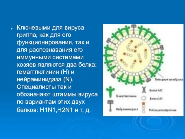 Ключевыми для вируса гриппа, как для его функционирования, так и для распознавания