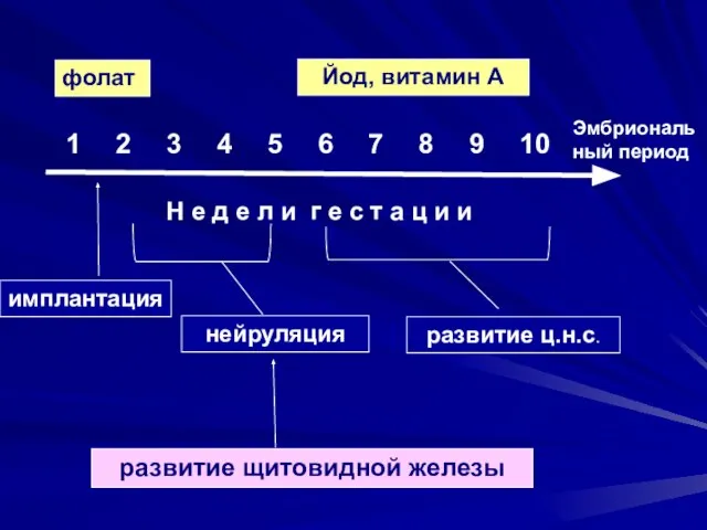 фолат Йод, витамин А Н е д е л и г е