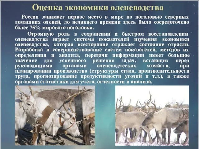 Оценка экономики оленеводства Россия занимает первое место в мире по поголовью северных