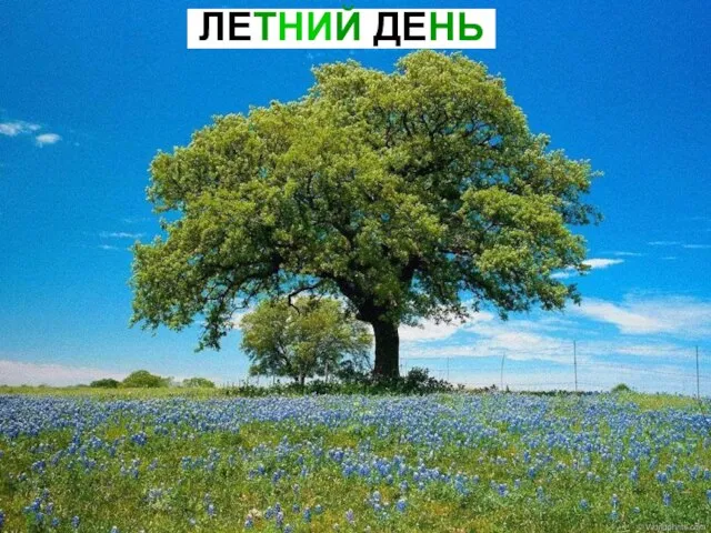 ЛЕТНИЙ ДЕНЬ