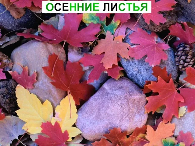 ОСЕННИЕ ЛИСТЬЯ