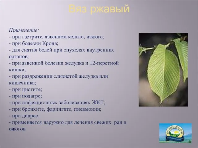 Вяз ржавый Применение: - при гастрите, язвенном колите, изжоге; - при болезни