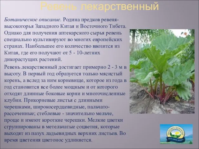 Ревень лекарственный Ботаническое описание. Родина предков ревеня- высокогорья Западного Китая и Восточного