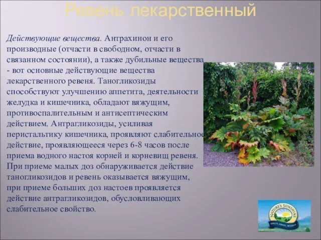 Ревень лекарственный Действующие вещества. Антрахинон и его производные (отчасти в свободном, отчасти