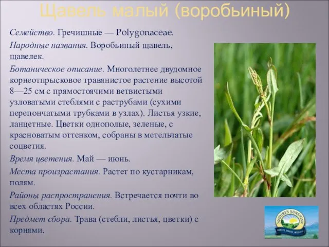 Щавель малый (воробьиный) Семейство. Гречишные — Polygonaceae. Народные названия. Воробьиный щавель, щавелек.