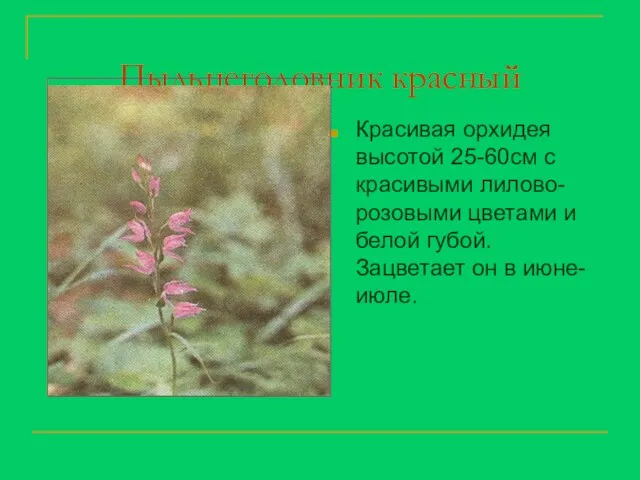 Пыльцеголовник красный Красивая орхидея высотой 25-60см с красивыми лилово- розовыми цветами и