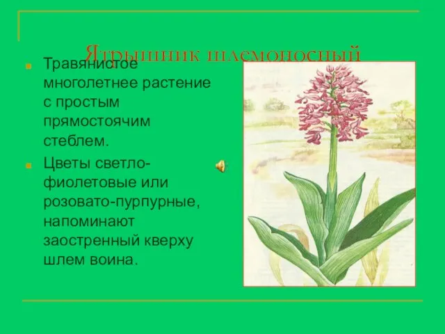 Ятрышник шлемоносный Травянистое многолетнее растение с простым прямостоячим стеблем. Цветы светло-фиолетовые или
