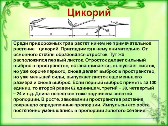 Цикорий Среди придорожных трав растет ничем не примечательное растение – цикорий. Приглядимся