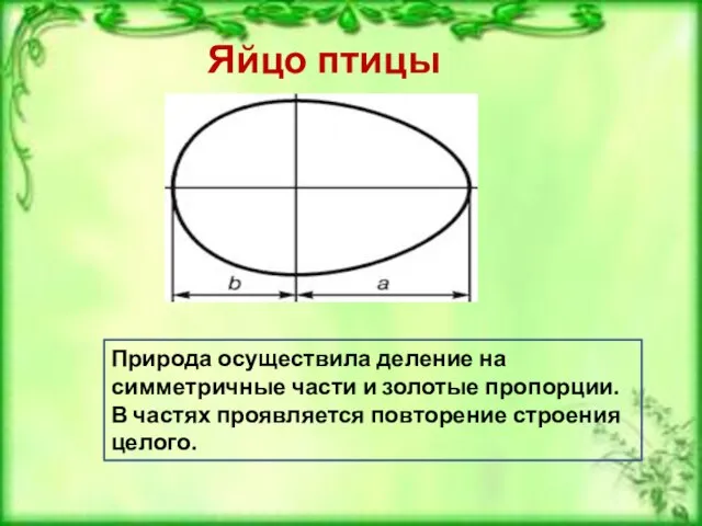 Яйцо птицы Природа осуществила деление на симметричные части и золотые пропорции. В