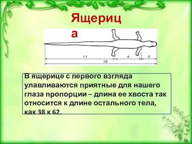 Ящерица В ящерице с первого взгляда улавливаются приятные для нашего глаза пропорции