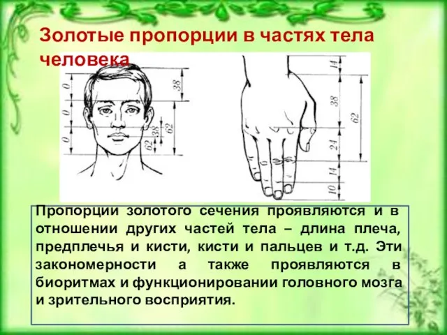 Золотые пропорции в частях тела человека Пропорции золотого сечения проявляются и в